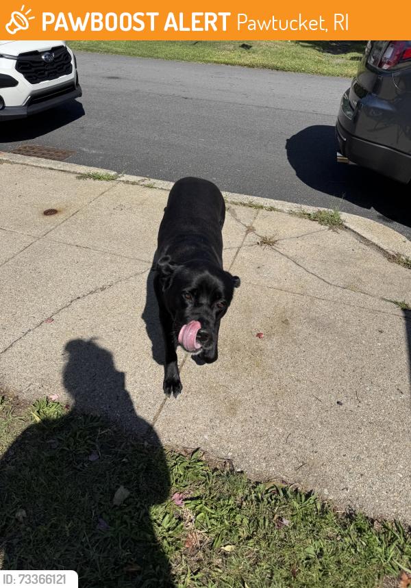 Found/Stray Female Dog last seen Sea biscuit, Pawtucket, RI 02861