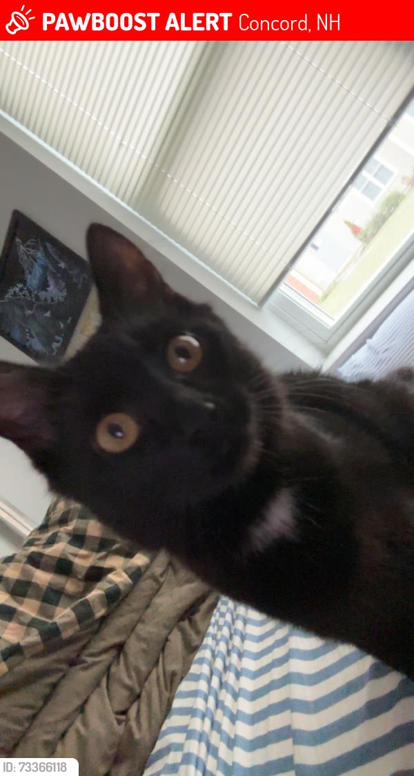 Lost Female Cat last seen Pembroke road, Concord, NH 03301