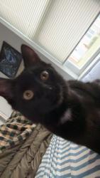 Lost Female Cat last seen Pembroke road, Concord, NH 03301