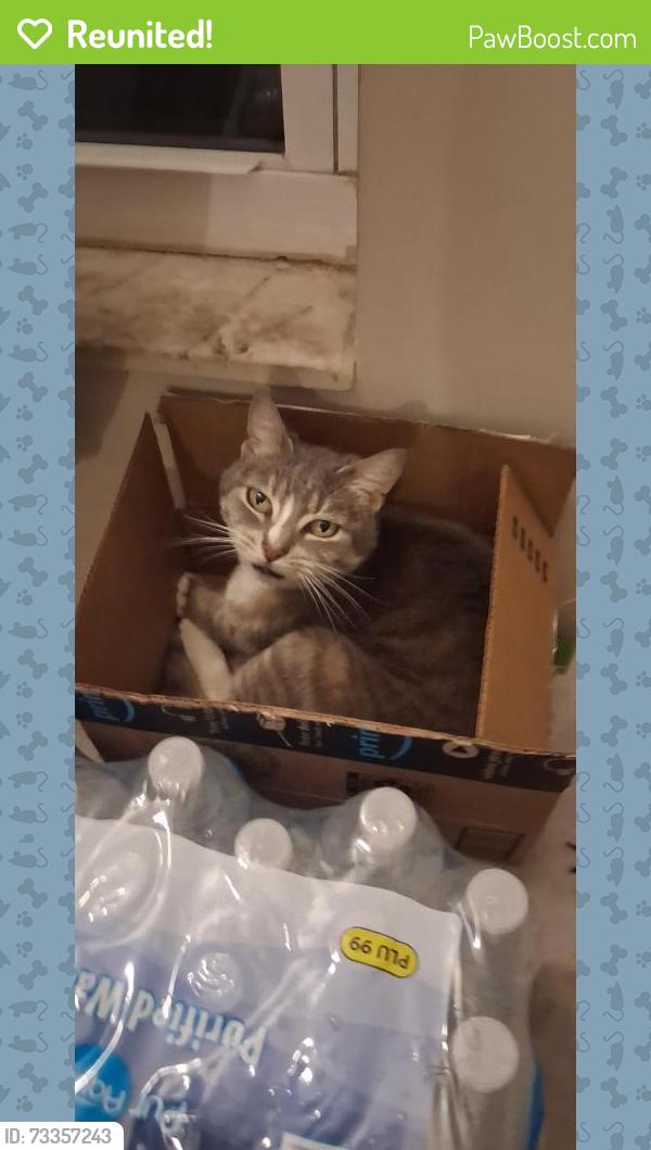 Reunited Female Cat last seen Temple terrace hwy and Davis, Tampa, FL 33637