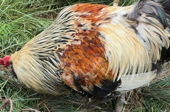 Shelter Stray Male Livestock last seen Near BLOCK SEXTON CT, FAYETTEVILLE NC 28314, 4704 Corporation Dr, Fayetteville, NC 28306, USA