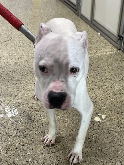 Shelter Stray Female Dog last seen Near BLOCK ANDOVER ST, DETROIT MI 48203, 7401 Chrysler Dr, Detroit, MI 48211, USA