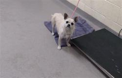 Shelter Stray Female Dog last seen Near BLOCK W BAYAUD AVE, DENVER CO 80223, 1241 W Bayaud Ave, Denver, CO 80223, USA