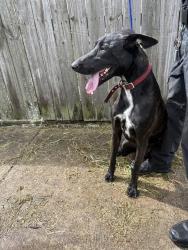 Shelter Stray Female Dog last seen SW 216TH ST, 3599 NW 79th Ave, Doral, FL 33122, USA