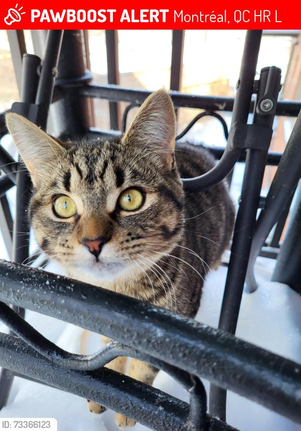 Lost Female Cat last seen Rue Des Oblats, Jean-Millot, Lasalle, Montreal, Quebec, Canada, Montréal, QC H8R 3L6