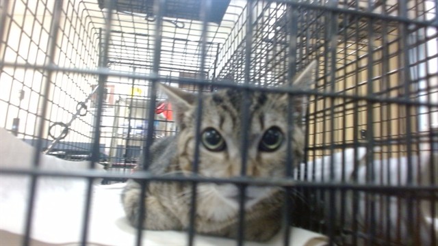 Shelter Stray Female Cat last seen Near BLOCK NW 17 AVE, 3599 NW 79th Ave, Doral, FL 33122, USA