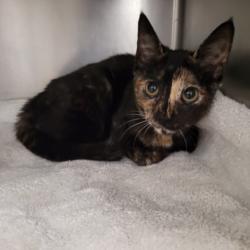 Shelter Stray Female Cat last seen , 11361 W Pico Blvd, Los Angeles, CA 90064, USA
