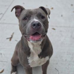 Shelter Stray Male Dog last seen Near, 5001 E Raymond St, Indianapolis, IN 46203, USA