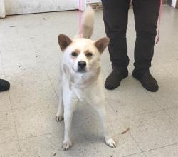 Shelter Stray Male Dog last seen ALAMANCE COUNTY, 221 Stone Quarry Rd, Burlington, NC 27217, USA
