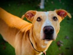 Shelter Stray Male Dog last seen , 2769 Conroy Rd, Orlando, FL 32839, USA