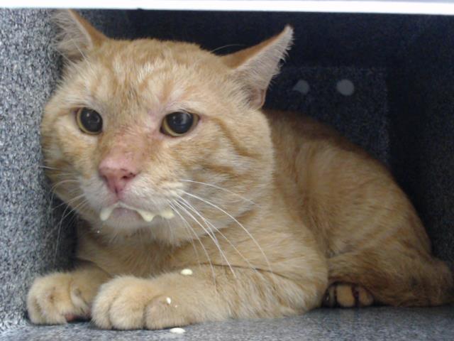 Shelter Stray Male Cat last seen , 2769 Conroy Rd, Orlando, FL 32839, USA