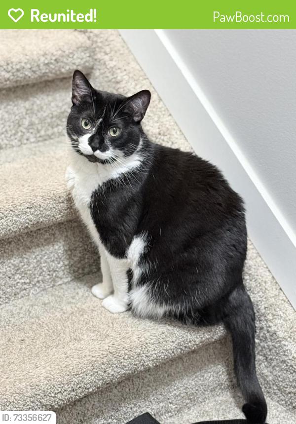 Reunited Female Cat last seen Darlington Drive, Sherwood Park, AB T8H 5L8