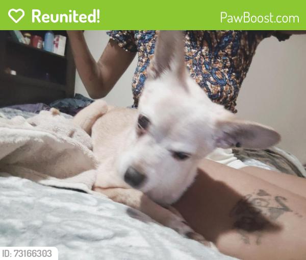 Reunited Male Dog last seen Willow, Denver, CO 80247