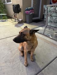 Found/Stray Male Dog last seen Near Browning, Fresno, CA 93723