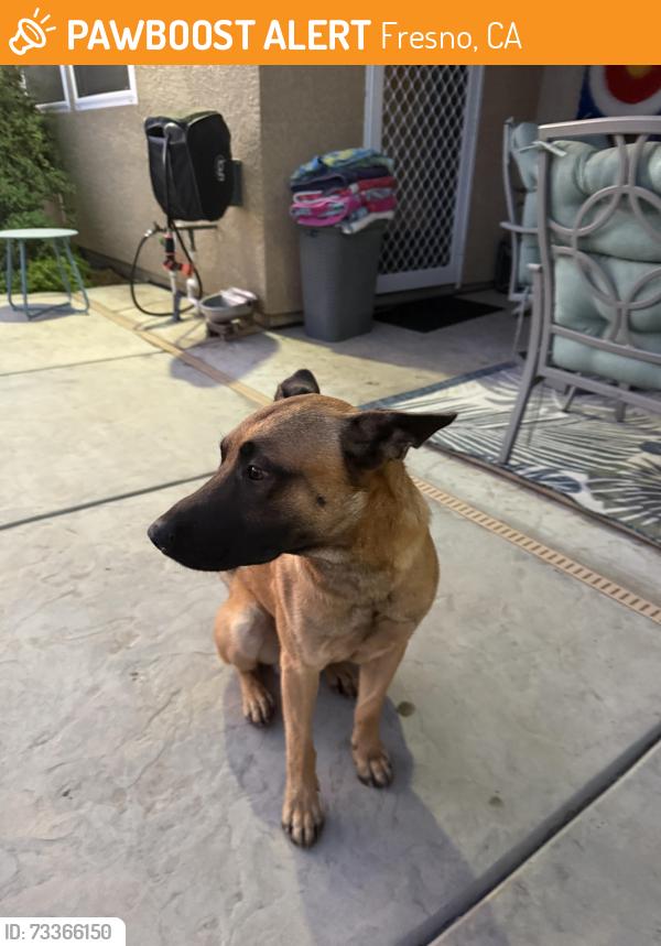 Found/Stray Male Dog last seen Near Browning, Fresno, CA 93723