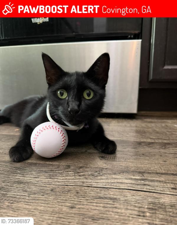 Lost Male Cat last seen Near brittney lane, covington ga, Covington, GA 30016