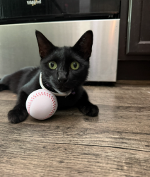Lost Male Cat last seen Near brittney lane, covington ga, Covington, GA 30016