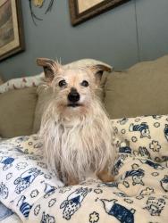 Lost Female Dog last seen Bowman Lane and Dudney Hill Rd, Gainesboro, TN 38562