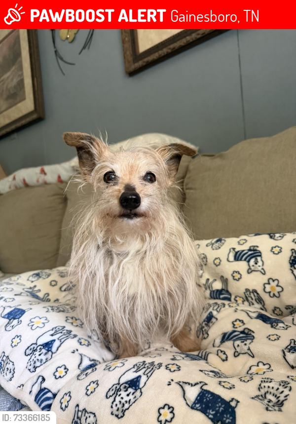 Lost Female Dog last seen Bowman Lane and Dudney Hill Rd, Gainesboro, TN 38562