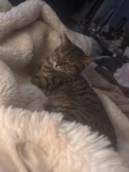 Lost Male Cat last seen Building 73, Cullowhee, NC 28723