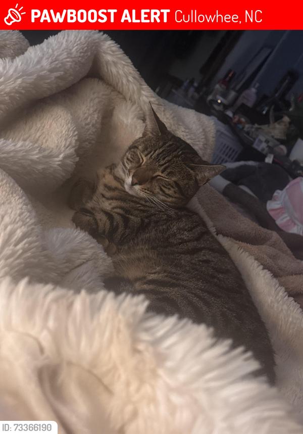 Lost Male Cat last seen Building 73, Cullowhee, NC 28723