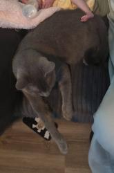 Lost Male Cat last seen Adams Ave. and Washington Ave, Evansville, IN 47714