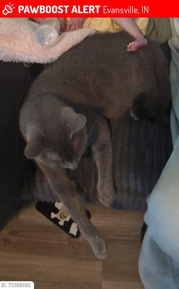 Lost Male Cat last seen Adams Ave. and Washington Ave, Evansville, IN 47714