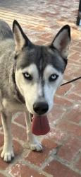 Found/Stray Female Dog last seen Hazeltine Ave, Los Angeles, CA 91496