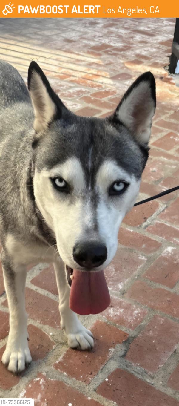 Found/Stray Female Dog last seen Hazeltine Ave, Los Angeles, CA 91496