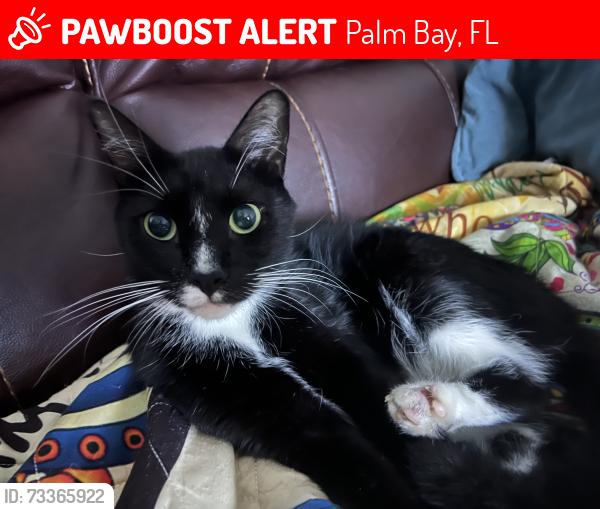 Lost Male Cat last seen Emerson, Palm Bay, FL 32909