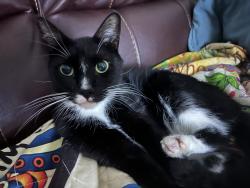 Lost Male Cat last seen Emerson, Palm Bay, FL 32909