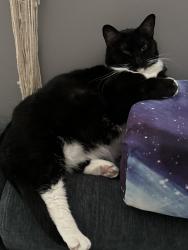 Reunited Female Cat last seen Boynton dr., Ringgold, GA 30736