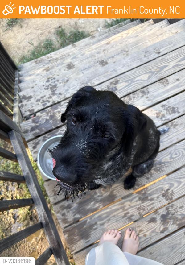 Found/Stray Male Dog last seen Sid Eaves, Franklin County, NC 27596
