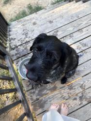 Found/Stray Male Dog last seen Sid Eaves, Franklin County, NC 27596