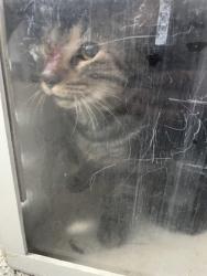 Shelter Stray Unknown Cat last seen Flanners Beach, New Bern,, 1639 Old Airport Rd, New Bern, NC 28562, USA