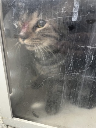 Shelter Stray Unknown Cat last seen Flanners Beach, New Bern,, 1639 Old Airport Rd, New Bern, NC 28562, USA