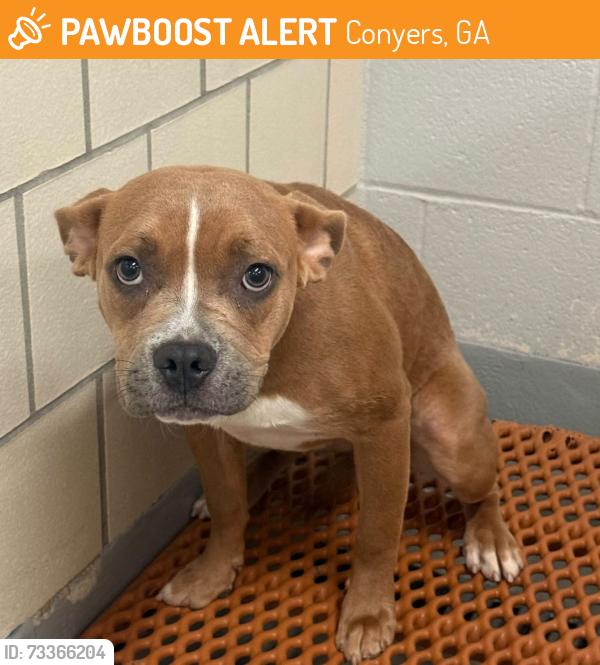 Found/Stray Unknown Dog last seen Located at Rockdale County Animal Service, 1506 Rockbridge Road, Conyers, GA 30012, Conyers, GA 30012