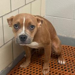 Found/Stray Unknown Dog last seen Located at Rockdale County Animal Service, 1506 Rockbridge Road, Conyers, GA 30012, Conyers, GA 30012