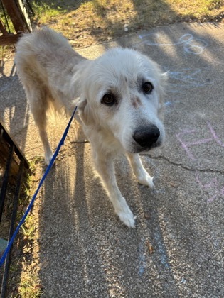 Shelter Stray Female Dog last seen Near Grayson st, East District, TX, 355 Hillshire Dr, Haslet, TX 76052, USA