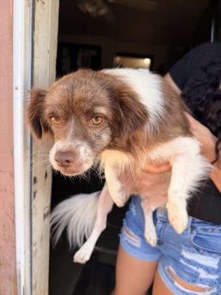 Shelter Stray Female Dog last seen Near Grayson st, East District, TX, 355 Hillshire Dr, Haslet, TX 76052, USA