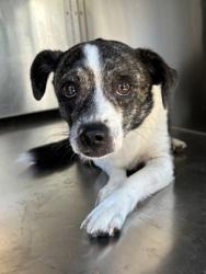 Shelter Stray Male Dog last seen Near Grayson st, East District, TX, 355 Hillshire Dr, Haslet, TX 76052, USA