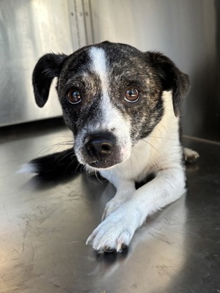 Shelter Stray Male Dog last seen Near Grayson st, East District, TX, 355 Hillshire Dr, Haslet, TX 76052, USA