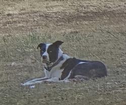 Shelter Stray Male Dog last seen Near Cooks Ln, East District, TX, 355 Hillshire Dr, Haslet, TX 76052, USA