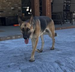 Shelter Stray Male Dog last seen Near Catawba Cove Dr, Belmont, NC, 1491 Business Park Ct, Gastonia, NC 28052, USA