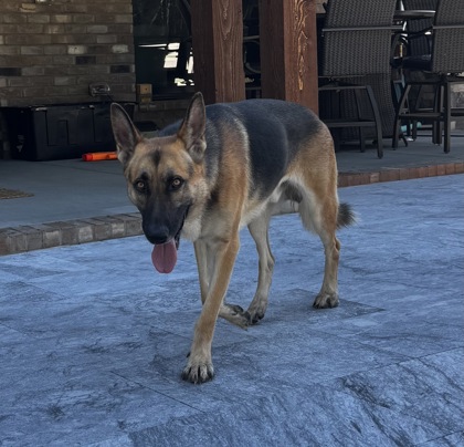 Shelter Stray Male Dog last seen Near Catawba Cove Dr, Belmont, NC, 1491 Business Park Ct, Gastonia, NC 28052, USA