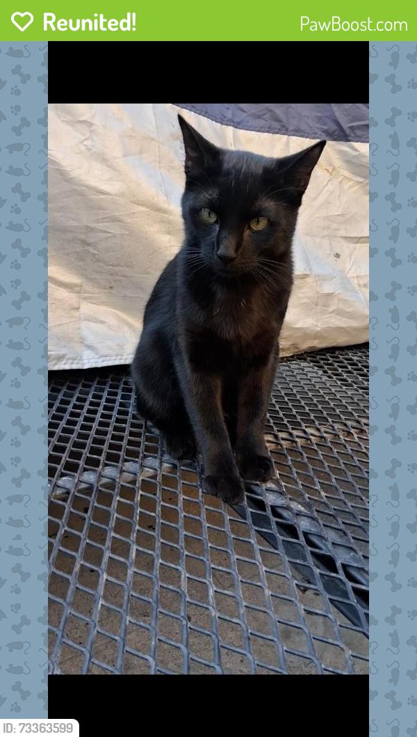 Reunited Male Cat last seen Grande vista ave, Los Angeles, CA 90023