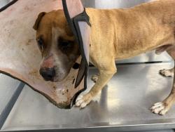 Reunited Unknown Dog last seen Located at Rockdale County Animal Service, 1506 Rockbridge Road, Conyers, GA 30012, Conyers, GA 30012