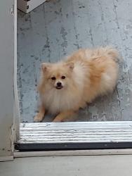 Found/Stray Unknown Dog last seen Near Beverley st, Winnipeg, MB R3E 2A6
