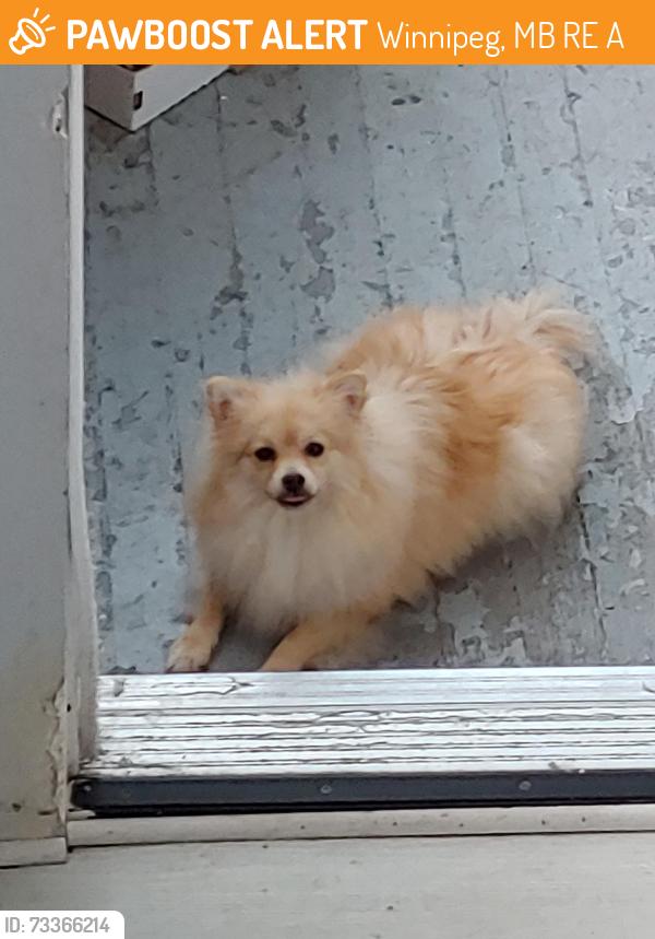 Found/Stray Unknown Dog last seen Near Beverley st, Winnipeg, MB R3E 2A6