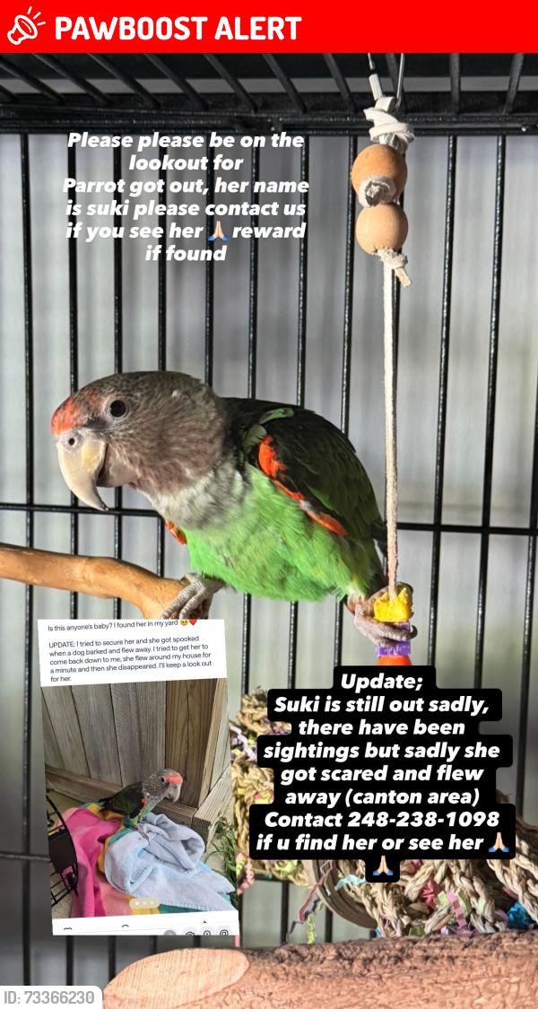 Lost Female Bird last seen Canton and geddes before beck, Canton Township, MI 48188